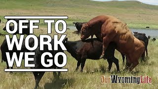 Putting Bulls In With The Cows on the Ranch [upl. by Brnaba]