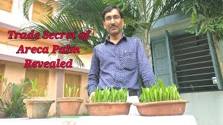 Propagation of Areca Palm from seeds  The Trade Secret Revealed [upl. by Aihsekin470]