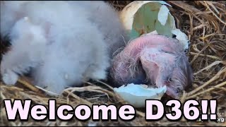 Decorah Eagles Welcome D36 Congrats Mom amp DM2 [upl. by Iramat]