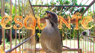 AO MÁXIMO CHAMANDO MACHEANDO e CANTANDO TRINCA FERRO ABUSADO no MATO [upl. by Laerol]