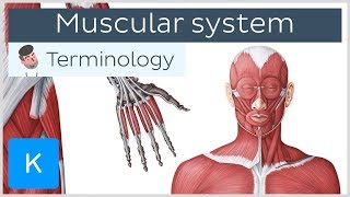 Muscular system  Anatomical terminology for healthcare professionals  Kenhub [upl. by Frissell]