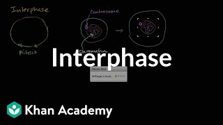 Interphase  Cells  MCAT  Khan Academy [upl. by Burger]