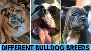 TOP 10 Bulldog Dog Breeds [upl. by Ahsat572]