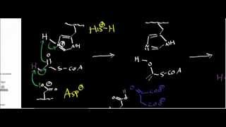 Biochemistry  Citrate Synthase Mechanism [upl. by Nyleuqaj471]