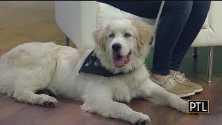 Pet Of The Week Great Pyrenees [upl. by Ednarb]