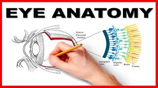 Eye Anatomy and Function  Made Easy [upl. by Yekcor596]