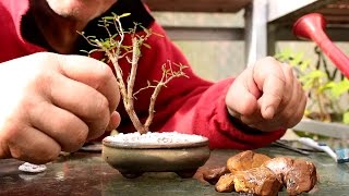 Starting Three New Bonsai Trees [upl. by Jezabelle]