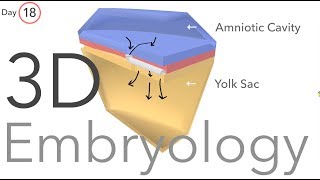 Gastrulation  Embryology [upl. by Bourque667]