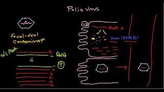 Polio virus life cycle [upl. by Emmeram438]