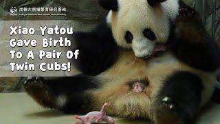 Panda Xiao Yatou Gave Birth To A Pair Of Twin Cubs  iPanda [upl. by Haynor645]