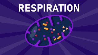 Aerobic and Anaerobic Respiration [upl. by Tiat]