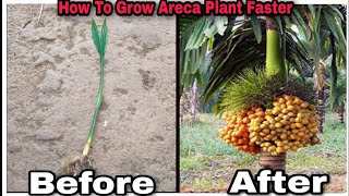 Areca Palms Care  How To Grow amp Maintain Areca Palm Plant Gardeners Path [upl. by Kovacs]