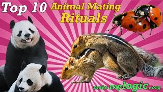 Top 10 Crazy Animal Mating Rituals [upl. by Pacheco722]