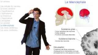 Comment fonctionne notre cerveau [upl. by Dronel]