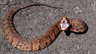 21 Striking Facts About Cottonmouth Snakes [upl. by Hafler]