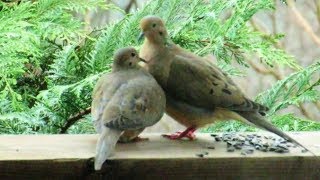 Mourning Dove Courtship and Mating [upl. by Savina]