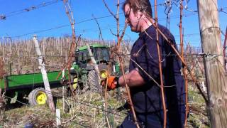 Weinreben werden im Frühjahr geschnitten [upl. by Nytsirc]