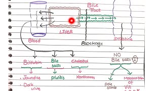 Cholestasis  Pathology [upl. by Gilpin]