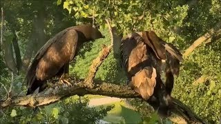 Decorah Eagles Preening And A Curious Eaglet [upl. by Sharlene]