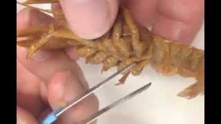 1 Determining Crayfish Gender amp Basic Anatomy [upl. by Neetsuj]