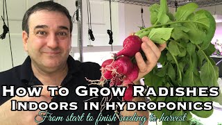 How to Grow Radishes Indoors in Hydroponics [upl. by Natelson]