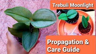 Scindapsus Trebuii Moonlight Propagation amp Care Guide [upl. by Staten263]