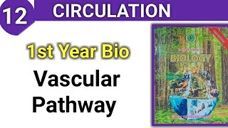 Vascular Pathway  Circulation class 11 bio sindh board [upl. by Orvan996]