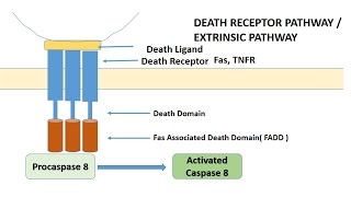 APOPTOSIS PART 1 Definition Causes amp MechanismPathways [upl. by Leahplar]