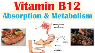 Vitamin B12 Absorption amp Metabolism  2 Enzymes That Require Vitamin B12 [upl. by Drarreg]