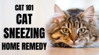 Cats 101  Cat Sneezing Home Remedy [upl. by Senga]