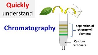 Chromatography [upl. by Gerfen682]