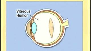 Ophthlmology Lecture  Eye Anatomy Part 2 [upl. by Colwen726]