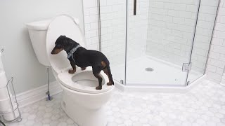 Dachshund Care Tips and Tricks [upl. by Ervin749]