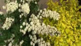 Spirea [upl. by Ilatfen]