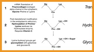 Collagen Synthesis [upl. by Frolick102]