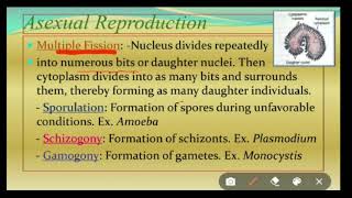 Reproduction in Protozoa [upl. by Toor167]