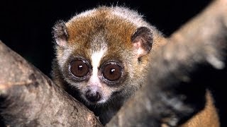 Science Bulletins Slow Loris Venom—Solving a Toxic Puzzle [upl. by Hirsh]