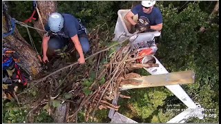 Decorah North Eagles  RRP Builds A New Starter Nest For The Eagles amp Leaves Two Fish Gifts 81624 [upl. by Leribag]