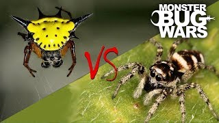 Spider vs Spider Showdowns 68  MONSTER BUG WARS [upl. by Ecilayram]