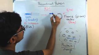 Recombinant protein [upl. by Brathwaite]