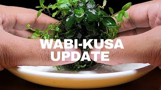 WabiKusa 6 weeks Update [upl. by Bamford330]