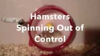 Hamsters Spinning Out of Control [upl. by Ibrab]