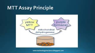 MTT assay  Cell Viability Cytotoxicity  Principle Advantages amp Limitations [upl. by Dominik]