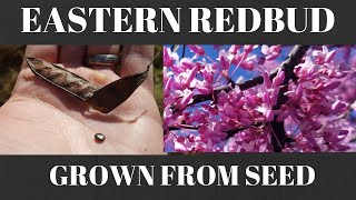 How to Grow Eastern Redbud Tree from Seed [upl. by Eiddam]