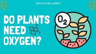 Do Plants Need Oxygen [upl. by Linn488]