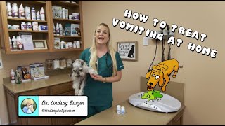 How To Treat Vomiting at Home  Vomiting dog [upl. by Ayama]