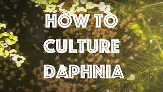 How To Culture Daphnia Magna [upl. by Jeffers467]