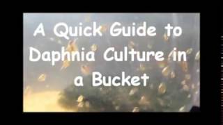 How to culture daphnia outside [upl. by Garwin]