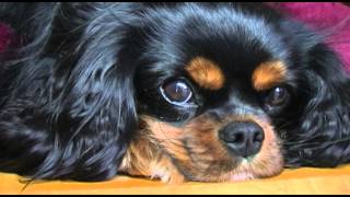 Cavalier King Charles Spaniel [upl. by Nerua]