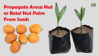 How to Propagate Areca Nut or Betel Nut Palm from Seeds With Update [upl. by Niajneb]